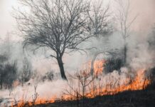 Els incendis que vindran. Amb quina gestió forestal els abordarem?